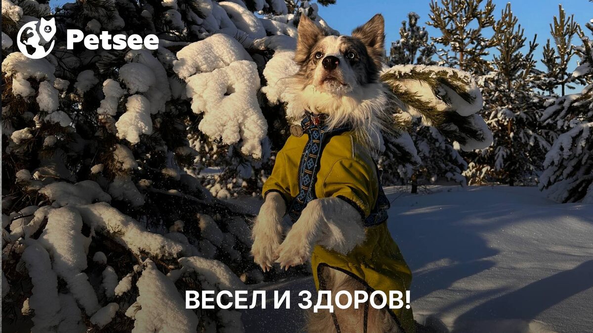 Ученые проверили 200 пород и нашли самую здоровую собаку!