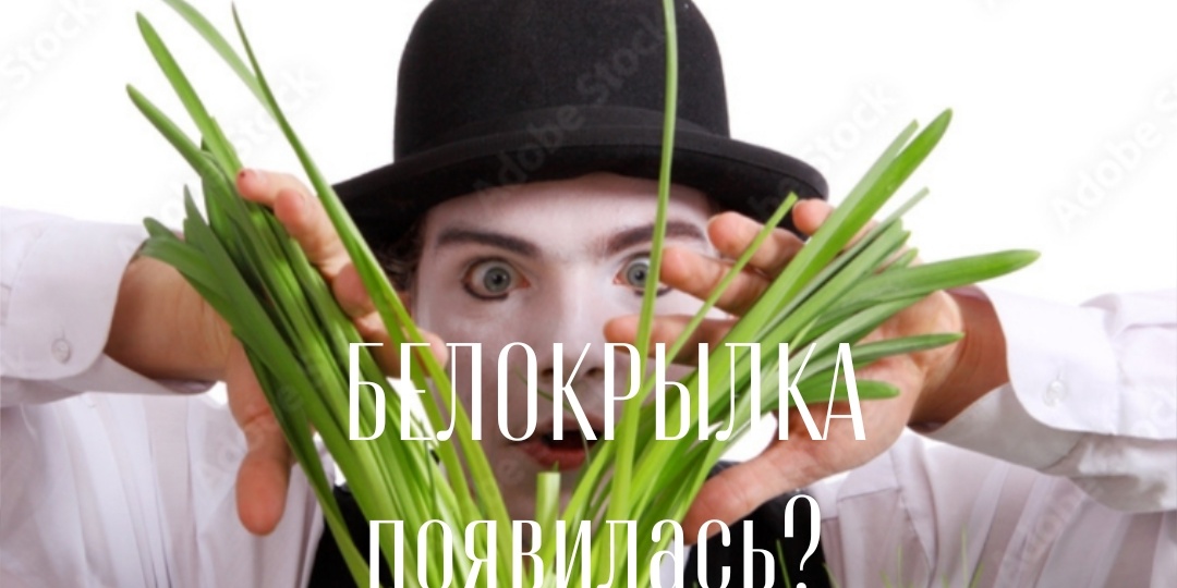 БЕЛОКРЫЛКА- проблема... Избавиться грамотно!