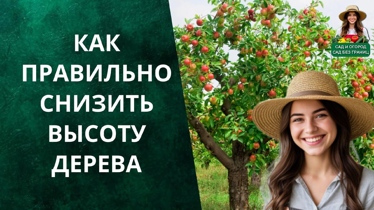 Как правильно снизить высоту дерева 