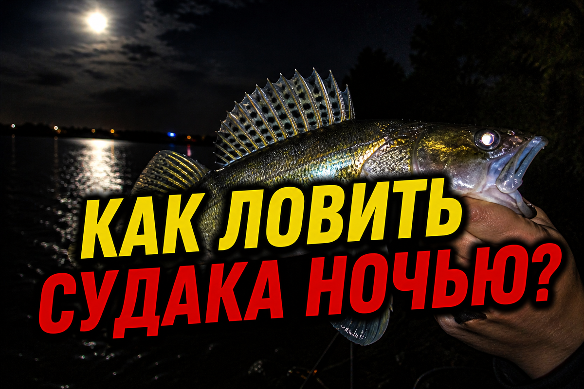 Как ловить судака ночью?