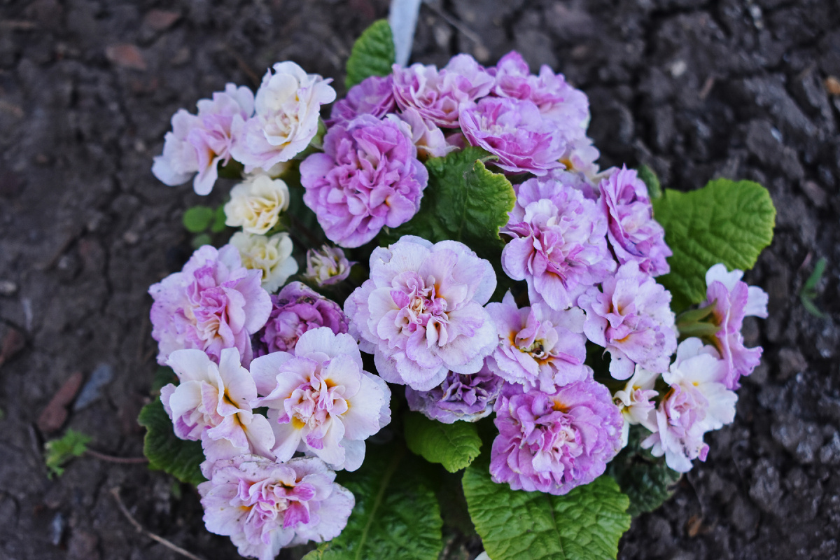 Примула Belarina "Pink Champagne"