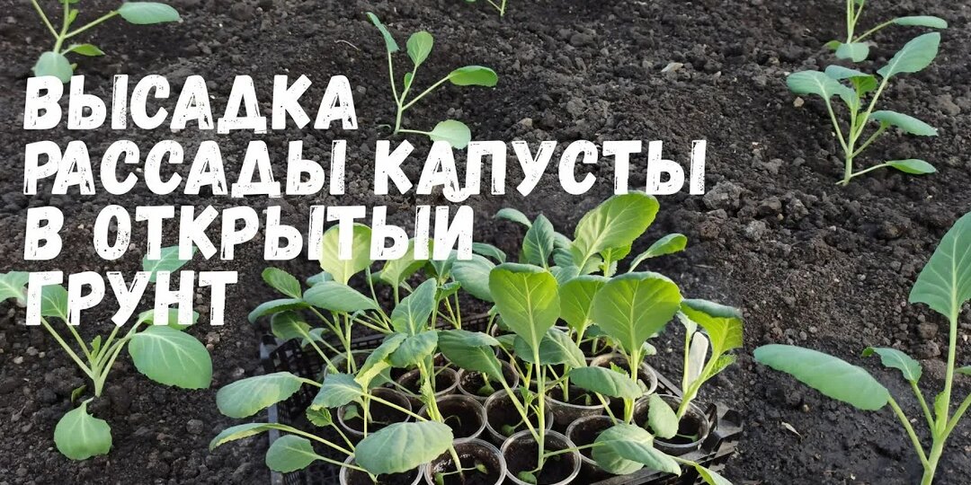 Когда высаживать рассаду капусты в грунт: биология, фенология и региональная матрица сроков