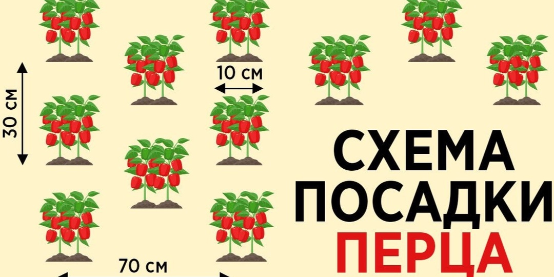 Какова оптимальная схема посадки перца: биология, агротехника и расчёт продуктивности