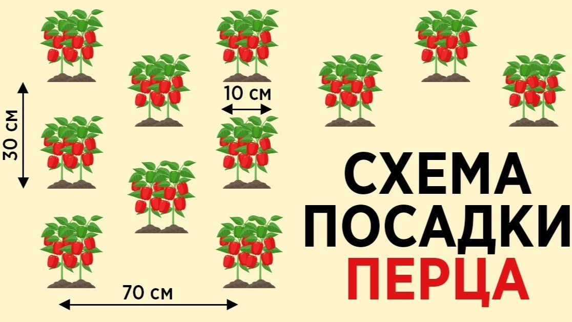 Какова оптимальная схема посадки перца: биология, агротехника и расчёт продуктивности