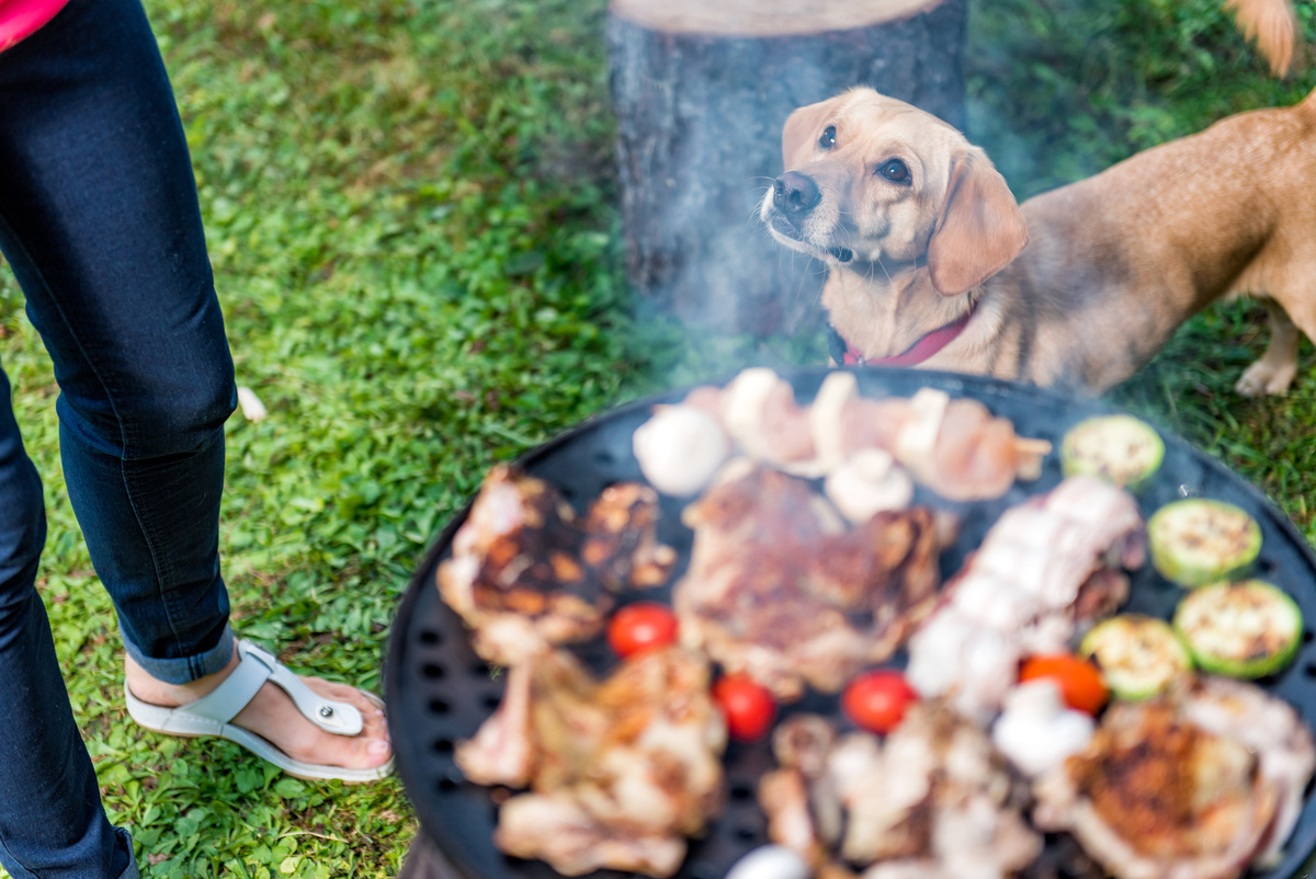 Рецепты вкусняшек для собак натуралка. Фото: Kerkez / GettyImages.