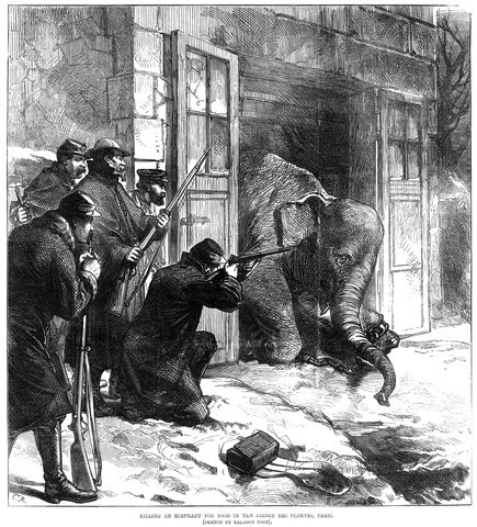 Один из слонов, убитый ради мяса в декабре 1870 года