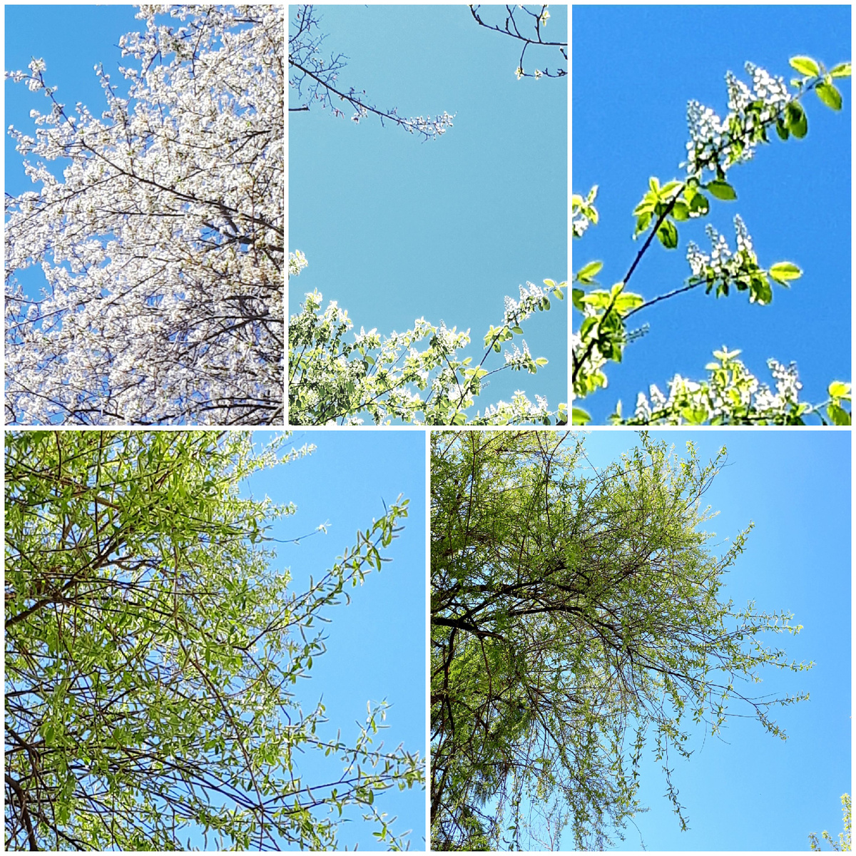 Коллаж автора 03.05.2026г.