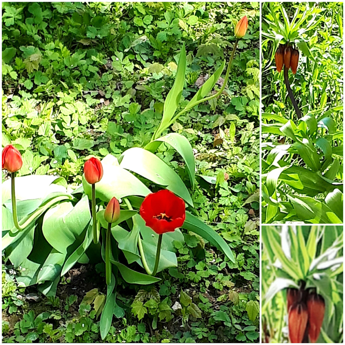 Коллаж автора 03.05.2026г.