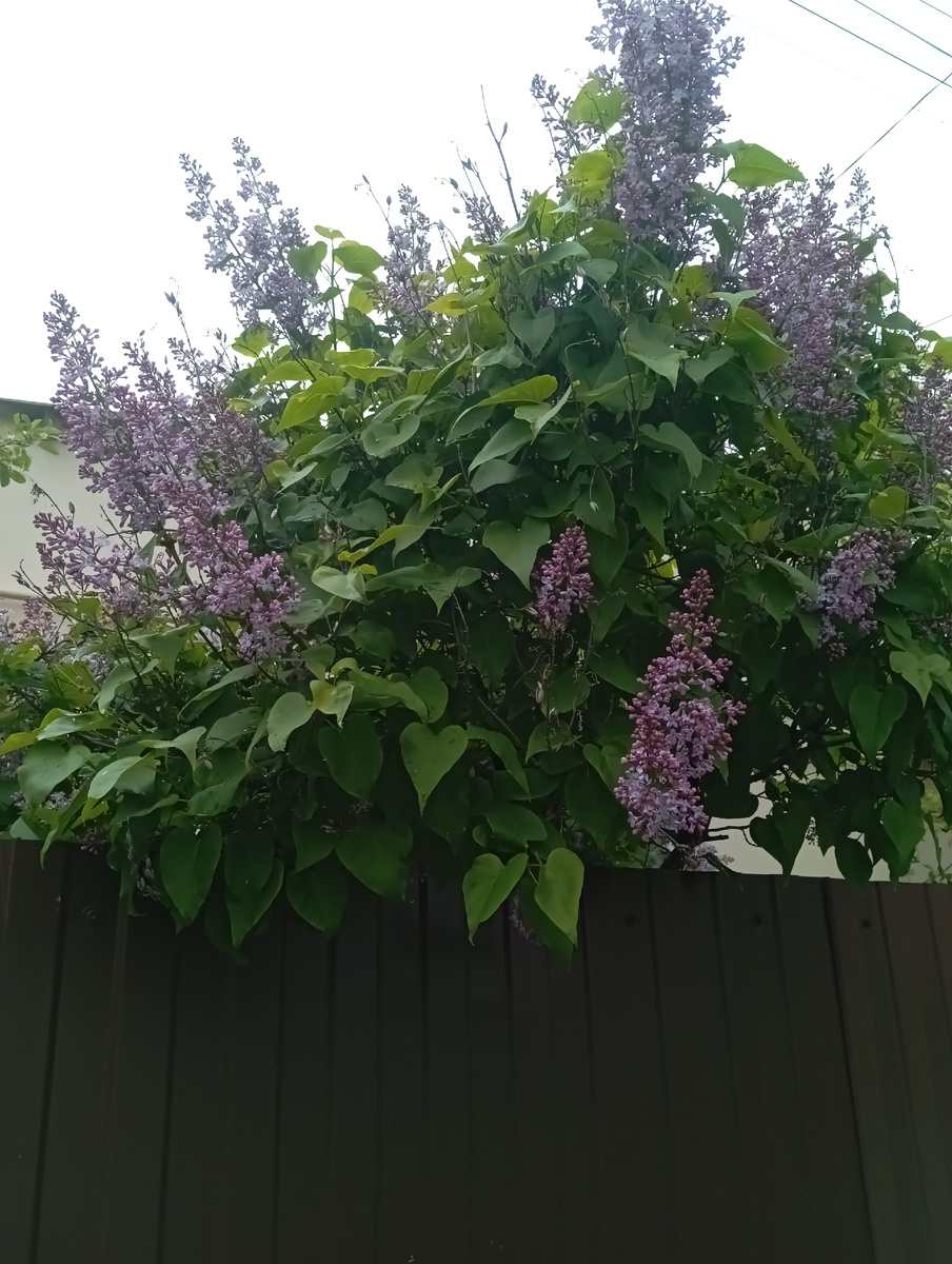 Авкина сирень все цветет.
