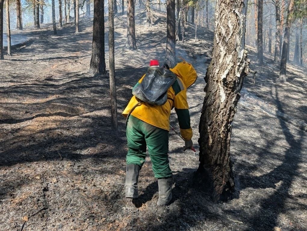 Фото: Лесопожарный центр Красноярского края