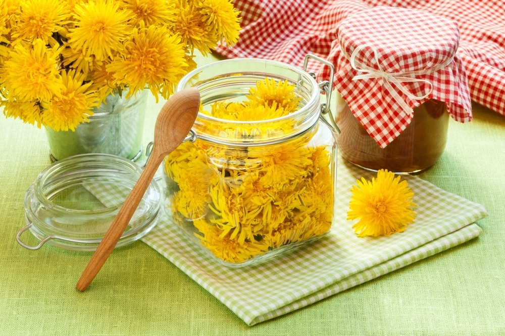    Ценные одуванчики
