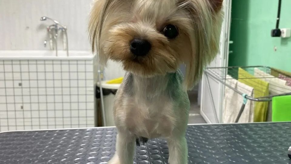 🐾 Привет от Маруси — одноглазой красавицы ❤️