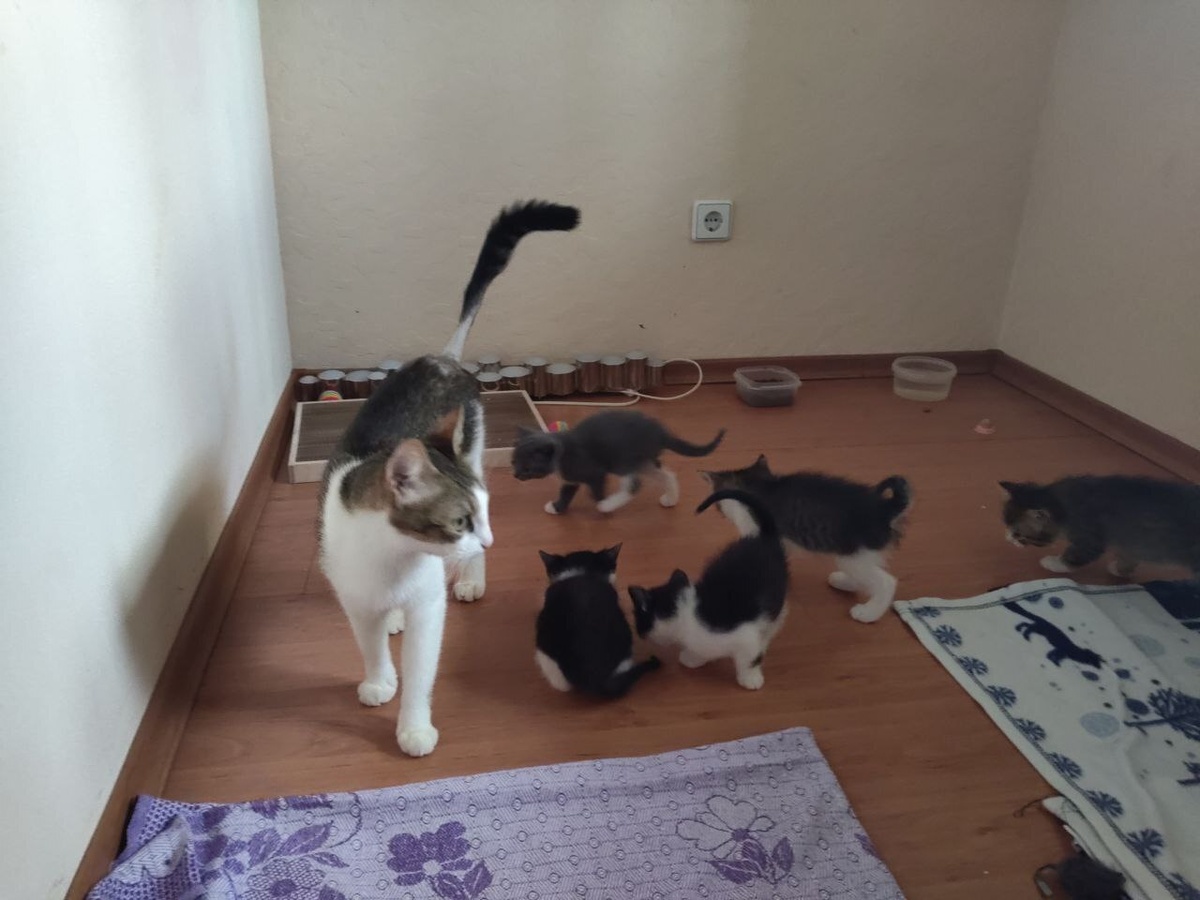 Ни шагу назад, чашки обязательно будут найдены
