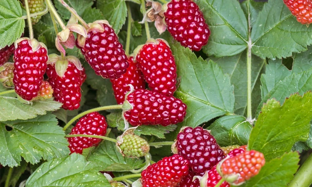Малина "Карамелька". Источник фото: https://a-dubrava.ru/katalog/plodovye-s/malina-s/malina-karamelka/