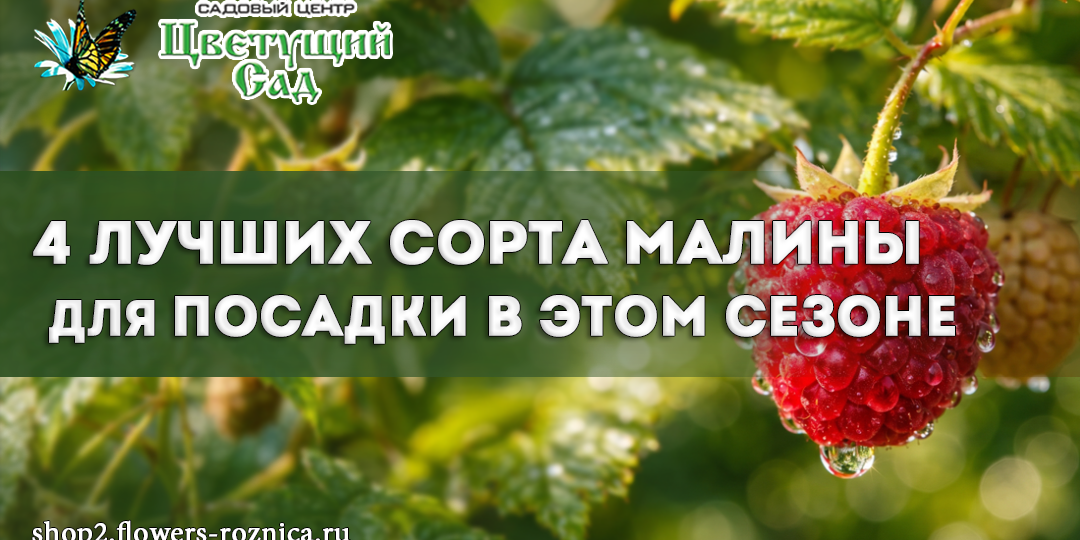 4 лучших сорта малины для посадки в этом сезоне
