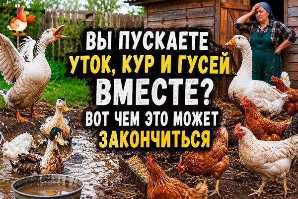 Вы пустили уток, кур и гусей вместе? Вот чем это может закончиться ю😮🫠😂