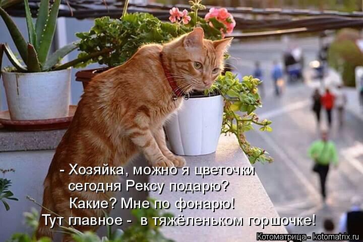 Кото-мемы порция позитива