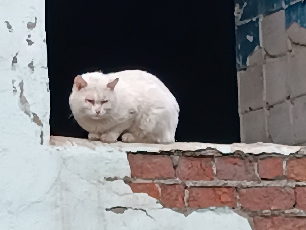 Прекрасные котята превратились в изможденных котов