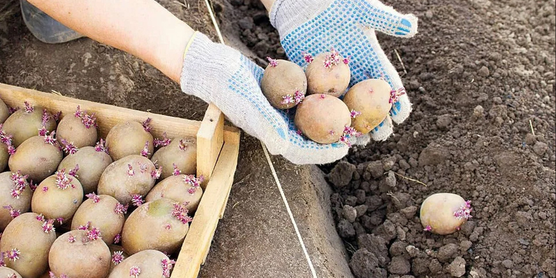 Что положить в лунку при посадке картофеля, чтобы клубней было много?