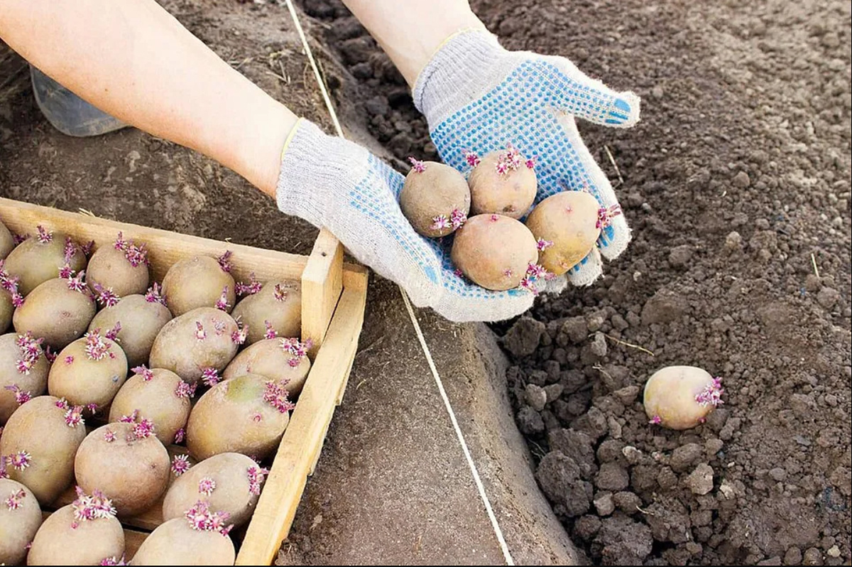 Именно от того, что окажется в лунке вместе с клубнем, зависит, как быстро картофель тронется в рост, хватит ли ему питания на первые критические недели, будет ли он защищён от вредителей и болезней.
