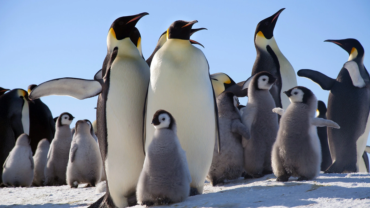Фото: polarman / Shutterstock / FOTODOM