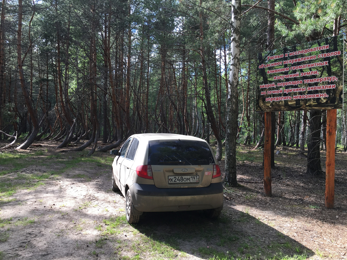 У входа в «пьяный лес»