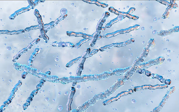 Lactobacillus bulgaricus под микроскопом