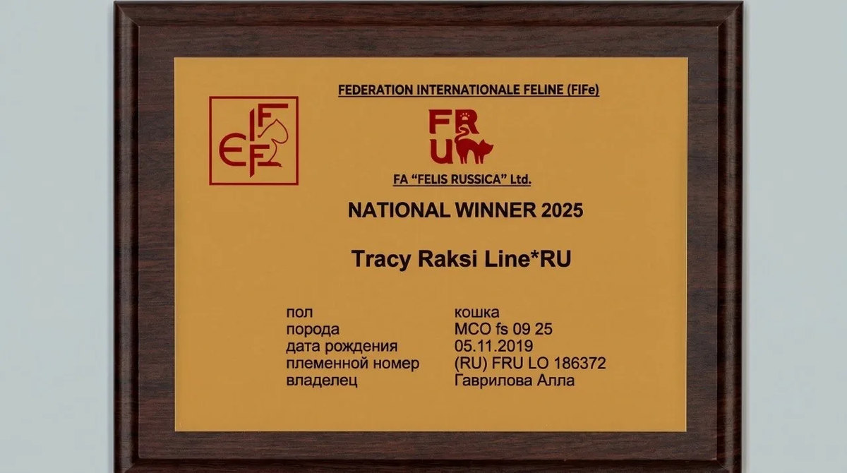 Кошка Мейн-кун NW,22,25 GICh(FIFE) ECh(WCF) Tracy Raksi Line*RU DVM