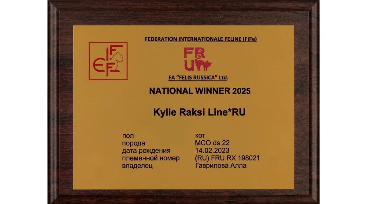 Кот Мейн-кун NW,24,25 GICh(FIFE) Ch(WCF) Kylie Raksi Line