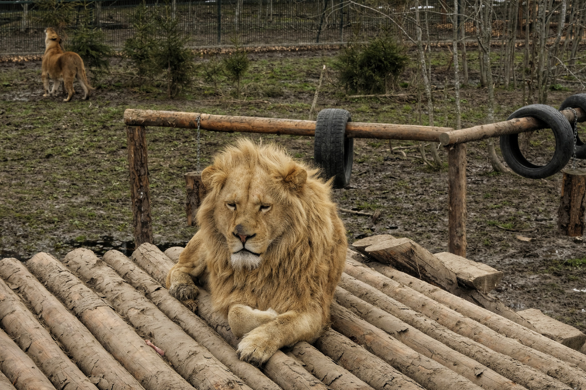 Король Лев.