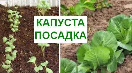 как сажать капусту