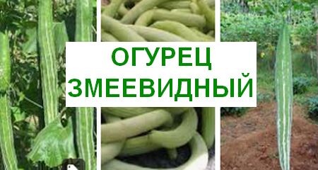 Змеевидный огурец или трихозант