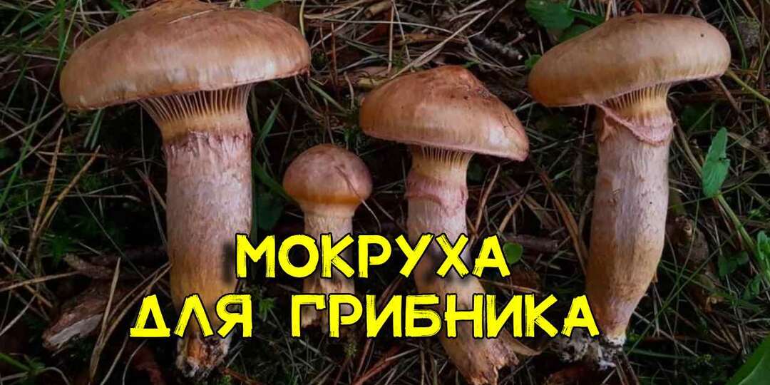 Грибникам хотят ввести сбор редких грибов через заявку на Госуслугах и получения пропуска в лес. Разбираемся вместе