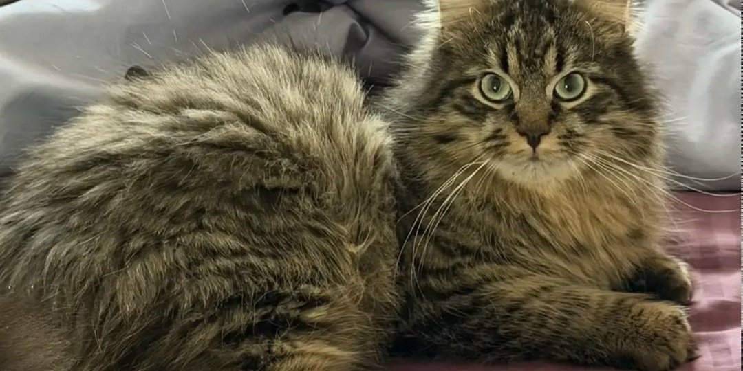 🐈Приветы из дома от наших выпускников🐾