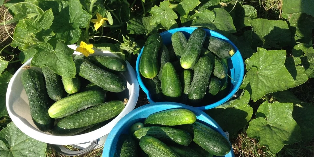 Делюсь своим опытом как я сажаю огурцы и получаю суперранний урожай