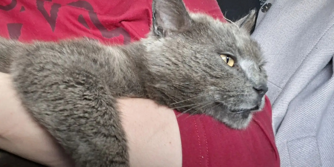 Шли последние минутки его жизни...Больного кота завезли в лес...