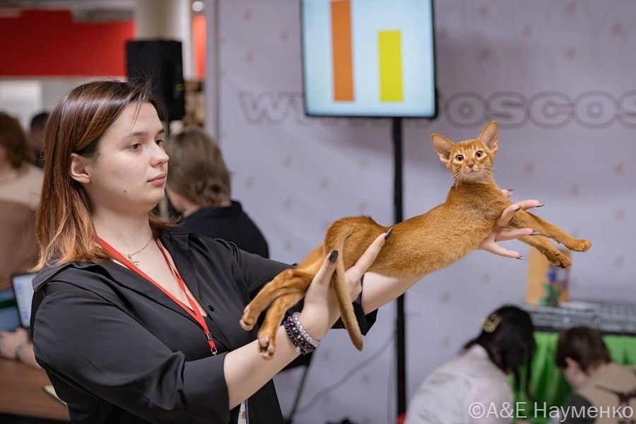 «Я — маленький, но выставляться умею с детства!» — абиссинский котёнок из питомника Darlen Fleur