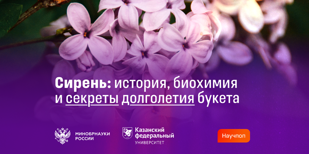 Ученые КФУ раскрывают тайны окраски сирени