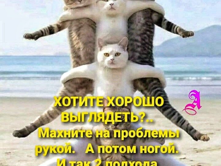 Мемы с кошками новая подборка