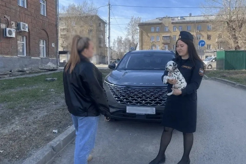    В Новосибирске должника нашли по объявлению о продаже долматинцев. Фото: ГУФССП России по Новосибирской области