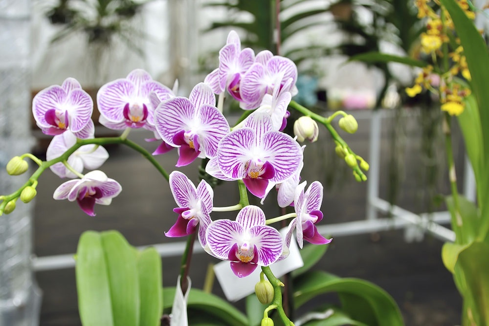    Фаленопсис (Phalaenopsis) - лидер по популярности среди орхидей. / Фото: iStock