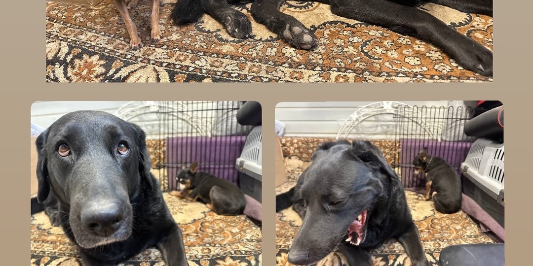 Приют Хвостатое Счастье ❤️🐶