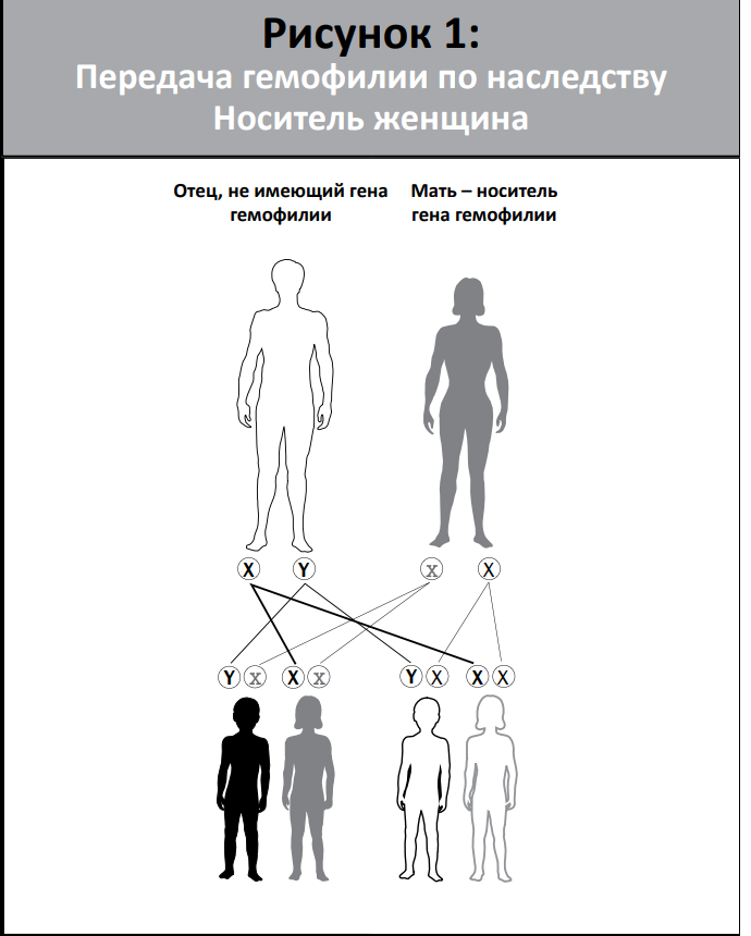 Женщина, у которой имеется одна нормальная Х-хромосома и одна дефектная Х-хромосома, считается носителем гемофилии, даже если у нее самой нет симптомов гемофилии, поскольку ее нормальная Х-хромосома компенсирует дефективный ген. Она может передавать ген гемофилии своим детям; при каждой ее беременности существует 50%-ная вероятность того, что у любого её сына будет или не будет гемофилия, и 50%-ная вероятность того, что любая ее дочь будет или не будет таким же, как она сама, носителем гемофилии.