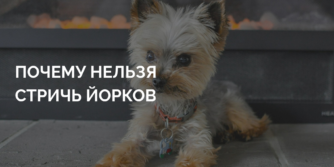 Почему я умоляю владельцев йорков спрятать машинку для стрижки: как мы портим шерсть собаке своими руками