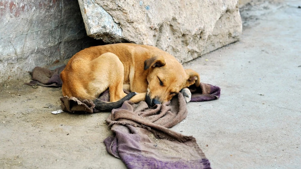 #speaking #говорение #reduce_homeless_animals_in_a_human_manner #сократить_число_бездомных_животных_гуманным_способом