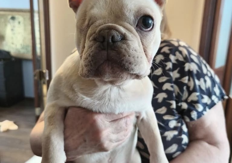 #Лекса@frenchbull_help - добрый, нежный, непосредственный ребёнок
