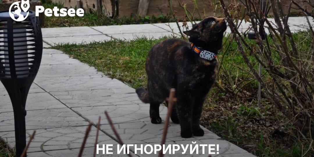Кошка молчит — почки страдают: 5 тревожных сигналов