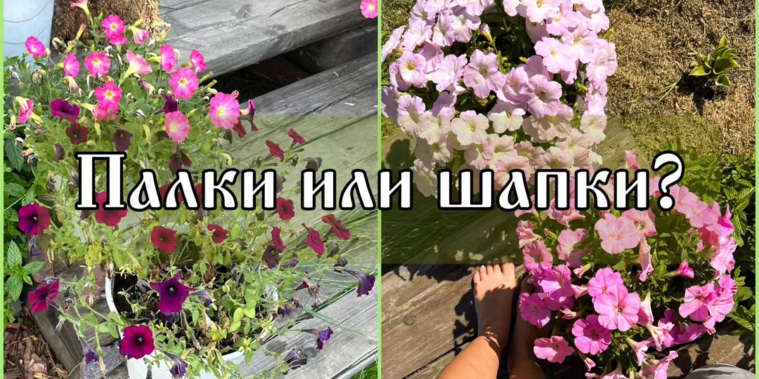 Почему петуния в кашпо не становится пышной шапкой. Как сделать, чтобы зацвела уже к июлю