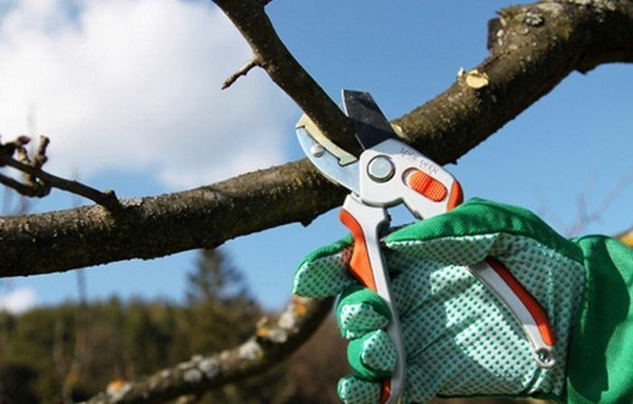 Обрезка в мае: что можно, что нельзя
