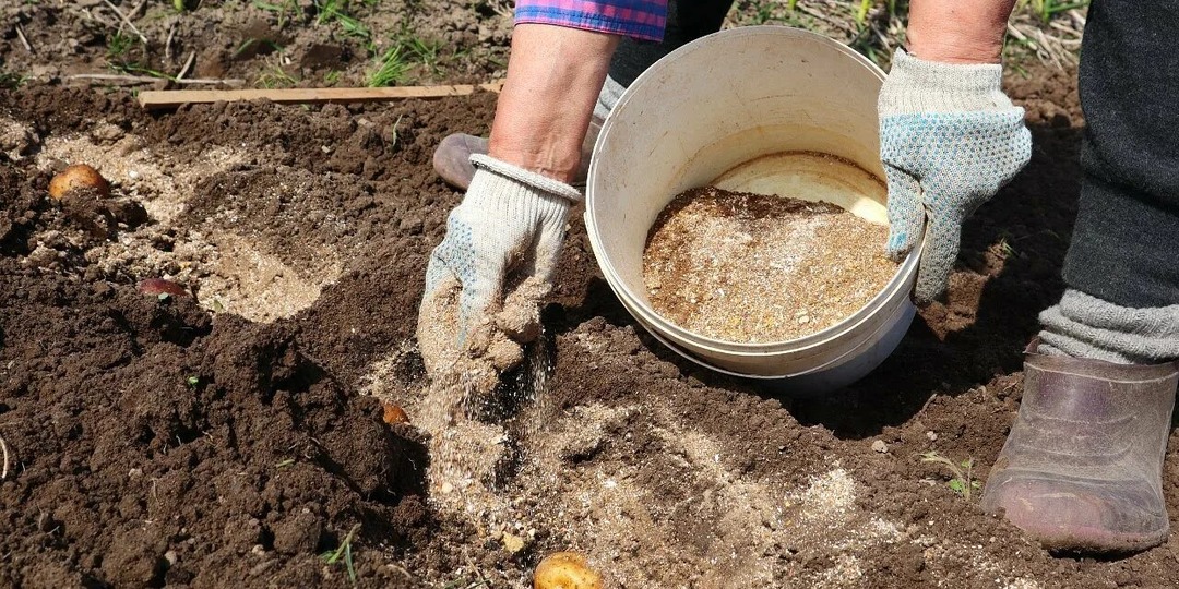 Что положить в лунку при посадке картошки чтобы выросло по ведру с куста?